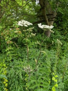 高能警报-大猪草Giant Hogweed